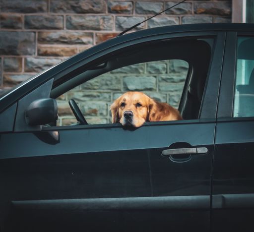 A golden retriever rests its head on a car window, parked by a stone wall, capturing a moment of canine relaxation and curiosity.