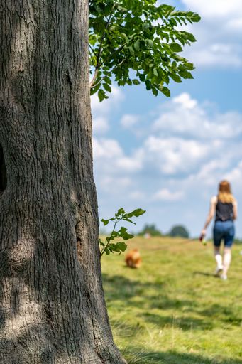 A vertical shot of a tree with a female walking her dog in a park in Worcester, Massachusetts, USA