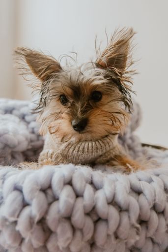 Adorable small dog in a cozy sweater on a chunky knit blanket, exuding warmth and comfort indoors.