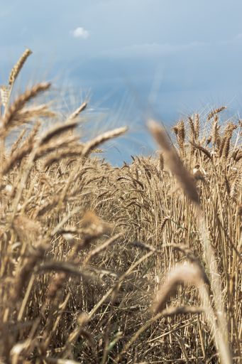 A vertical shot of a beautiful wheat field with blue sky in the background