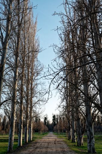 A serene pathway lined with tall, bare trees under a clear blue sky, capturing the essence of a peaceful winter landscape.