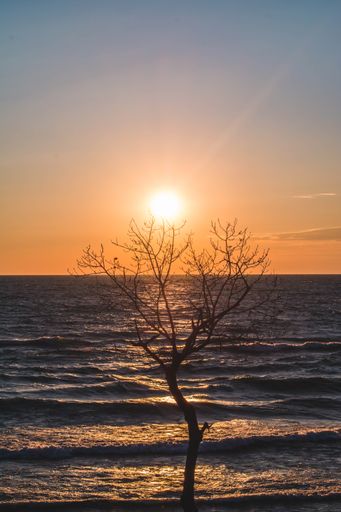 A Mesmerizing view of an orange sun on leafless tree near the sea at sunset
