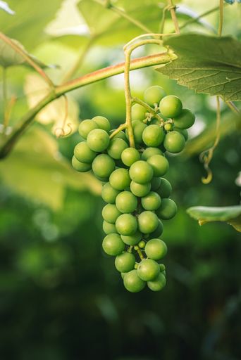 A closeup shot of white wine grapes in the vineyard on a sunny day