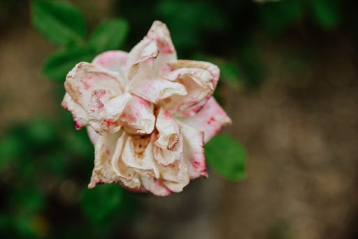 A closeup shot of a dried rose flower on a blurred background