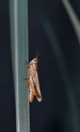 A vertical shot of a brown grasshopper on a plant with blurred background