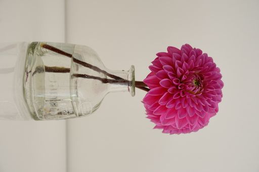 A vertical shot of a transpatent vase with a pink dahlia