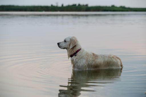 A view of a cute and wet golden retriever standing in water and looking