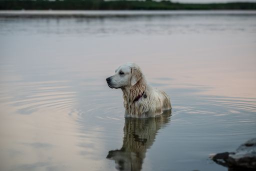 A view of a cute and wet golden retriever standing in water and looking