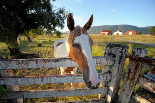 A closeup view of a white and brown horse standing behind the wooden fence at the farm on a sunny day