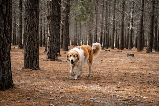 A fluffy dog walking through a serene pine forest, surrounded by tall trees and fallen leaves