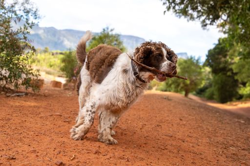A playful dog with a stick in its mouth on a dirt path surrounded by lush greenery