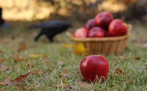 A selective shot of an apple on the ground and basket full of red apples with crow in the background