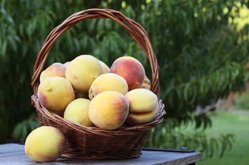 A selective focus shot of a basket of fresh organic peaches on the table