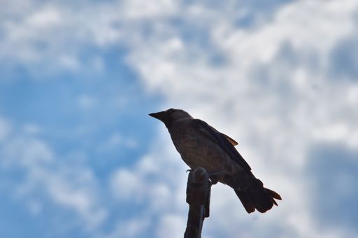 A low angle closeup view of a crow sitting aon the wooden pole against the blue sky with white clouds