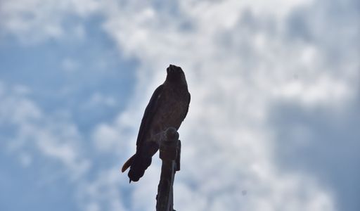 A low angle closeup view of a crow sitting on the wooden pole against the blue sky with white clouds