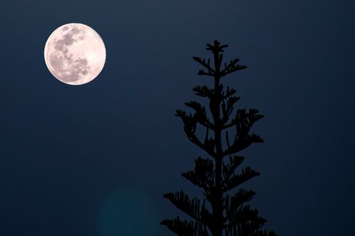 A silhouette of a tall pine tree against a bright full moon at night