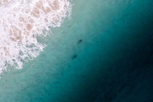 Aerial view of sharks swimming near the shore with waves crashing, showcasing marine life and ocean textures.
