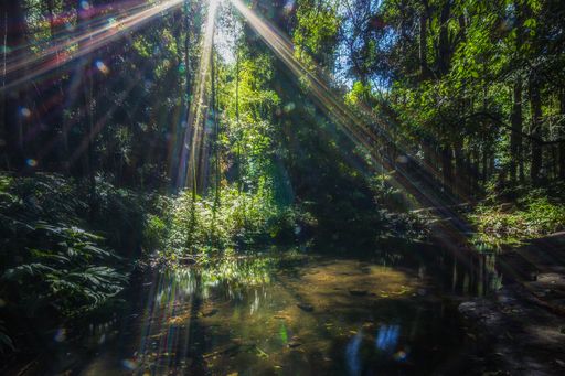 A shot of a landscape view in the deep forest with a pond and bright sunlight reflected on it