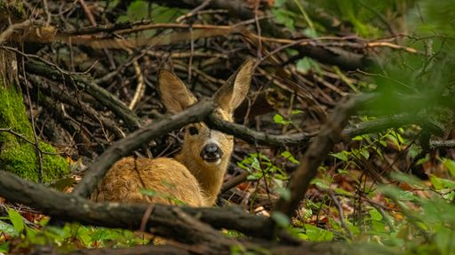 A young deer peeks through branches in a lush forest setting, surrounded by green foliage and natural textures.