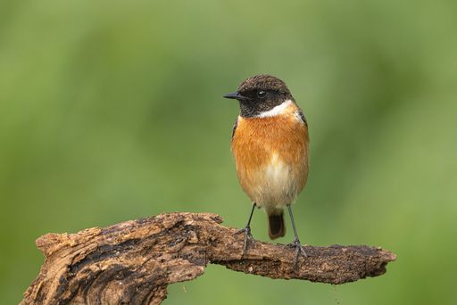 Male wintering European stonechat Saxicola rubicola in the early morning perched on a twig in a fallow field. Malta, Maltese Islands.