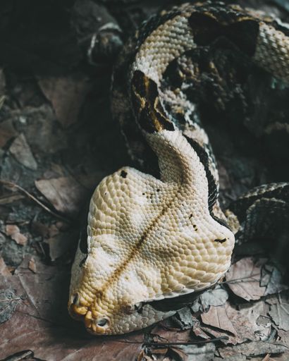 A macro shot of the head of a dangerous snake on the dry leaves