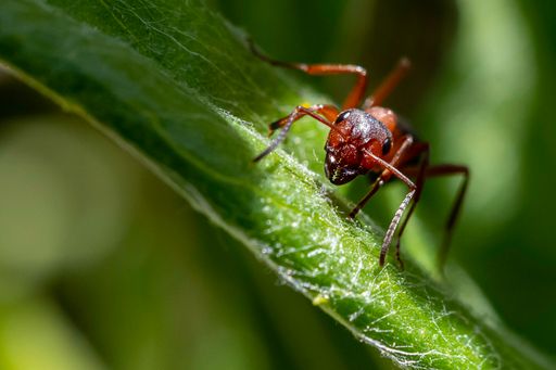 A selective focus shot of an ant on a green leaf under spotlight