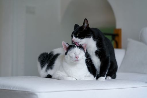 The two black and white cats on a white sofa, one grooming the other, in a cozy home setting.