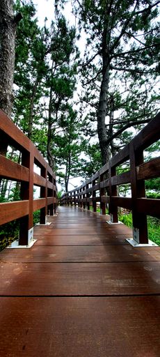 A vertical shot of a narrow wooden walkway in a forest covered in greenery in the daylight