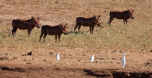 the Four warthogs and three cattle egrets near a waterhole in Tsavo National Park in Southern Kenya