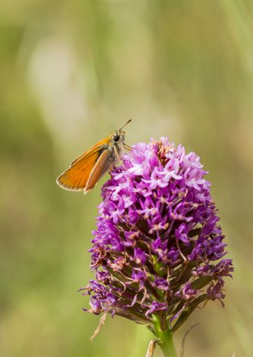 A vertical shot of a skipper butterfly on a beautiful pyramidal orchid, outdoors