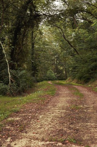 A vertical shot of lonely country road amidst trees through a forest