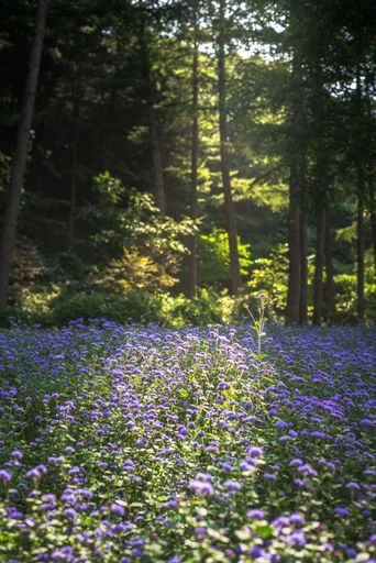 A vertical shot of bluemink flowers in a forest under the sunlight in South Korea