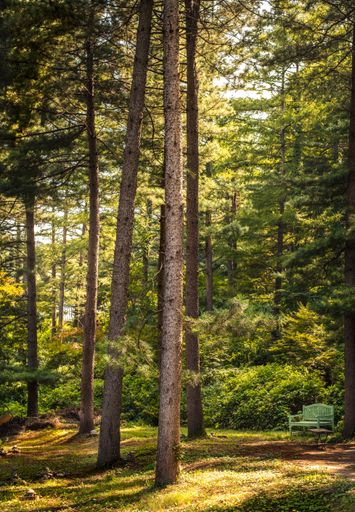A vertical shot of a forest covered in greenery under the sunlight in South Korea
