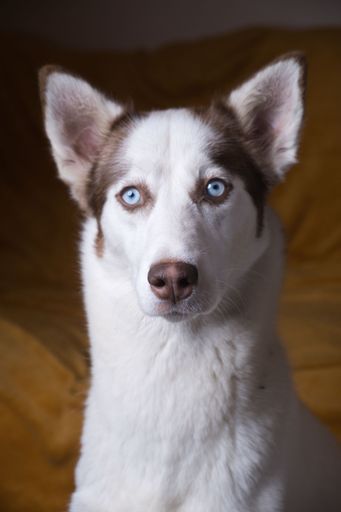 Close-up portrait of a Siberian Husky with striking blue eyes against a soft brown background, showcasing the dog's expressive gaze.