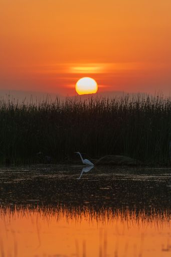A serene sunset over a tranquil lake with a silhouette of a heron in the foreground