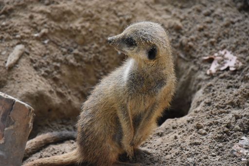 A meerkat stands alert on a sandy terrain, showcasing its natural habitat and curious posture.