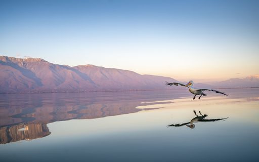 A pelican gracefully flying over a serene lake with mountain reflections at sunset.