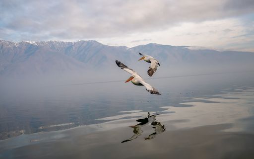 Two pelicans gracefully flying over a serene lake with mountains in the background, reflecting in the water under a cloudy sky.