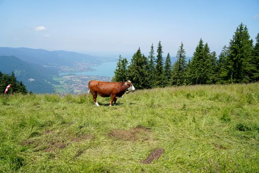 A brown and white cow in the farm beautiful mountains In the background