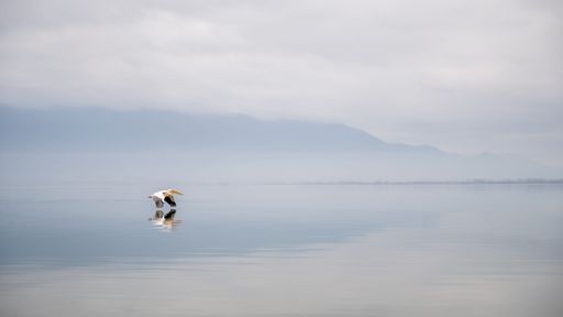 A pelican gracefully flying over a serene lake with misty mountains in the background, creating a tranquil scene.