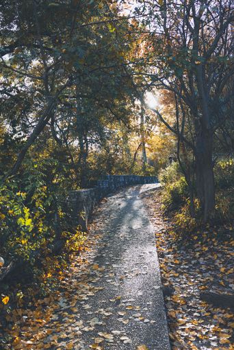 A serene autumn pathway covered with fallen leaves, surrounded by trees in a park setting, with sunlight filtering through the foliage.