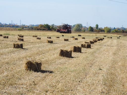 An agricultural field with straw bales after harvest.
