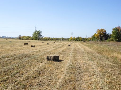 An agricultural field with straw bales after harvest