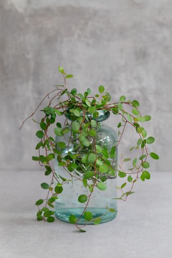 A minimalist composition of a green plant in a clear glass vase against a textured gray background.