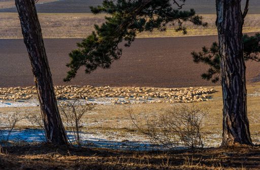 A flock of sheep grazing in a vast, open field framed by tall trees, with a mix of snow and grass on the ground.
