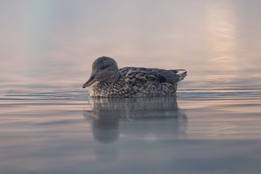 A serene duck floating on calm water with soft pastel reflections, creating a tranquil scene.