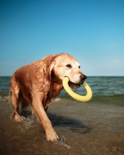 A vertical shot of a dog with a ring in its mouth coming out from the sea