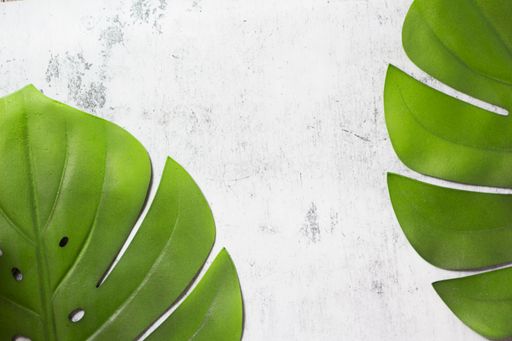 A top view of green leaves on white background