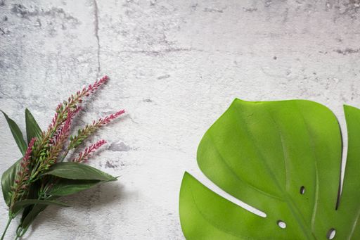A top view of green plants on white background