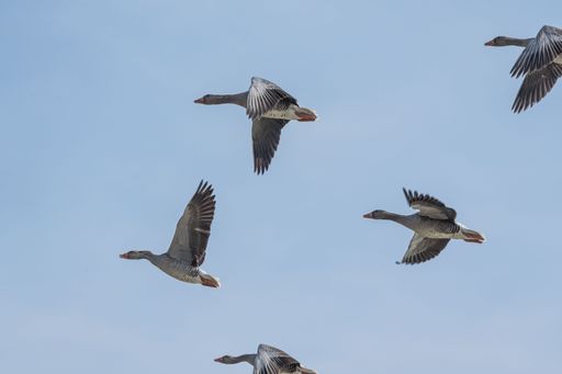 Flock of geese in flight against a clear blue sky, showcasing natural beauty and freedom.